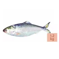 Hilsha fish Barishal /pics (Net Weight 1.2 KG(± 50 gm) নদীর টাটকা ইলিশ( বরিশাল)ওজন( ± ৫০ গ্রাম) ১.২ কেজি