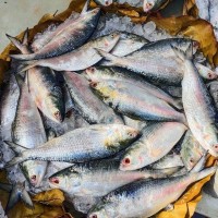 River Ilish 1370/kg (চর /পদ্মা নদীর ইলিশ) (নেট ওজন ১.১কেজি ± ৫০ গ্রাম)