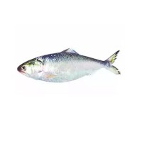 Hilsha fish Barisal 500/kg (Net Weight 500 ± 50 gm) বরিশাল নদীর ইলিশ (নেট ওজন ± ৫০ গ্রাম) 500 গ্রাম