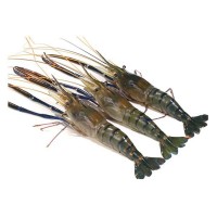 Golda prawn (15-16pics/Kg) (গলদা চিংডি) 15- 16 পিচ/Kg
